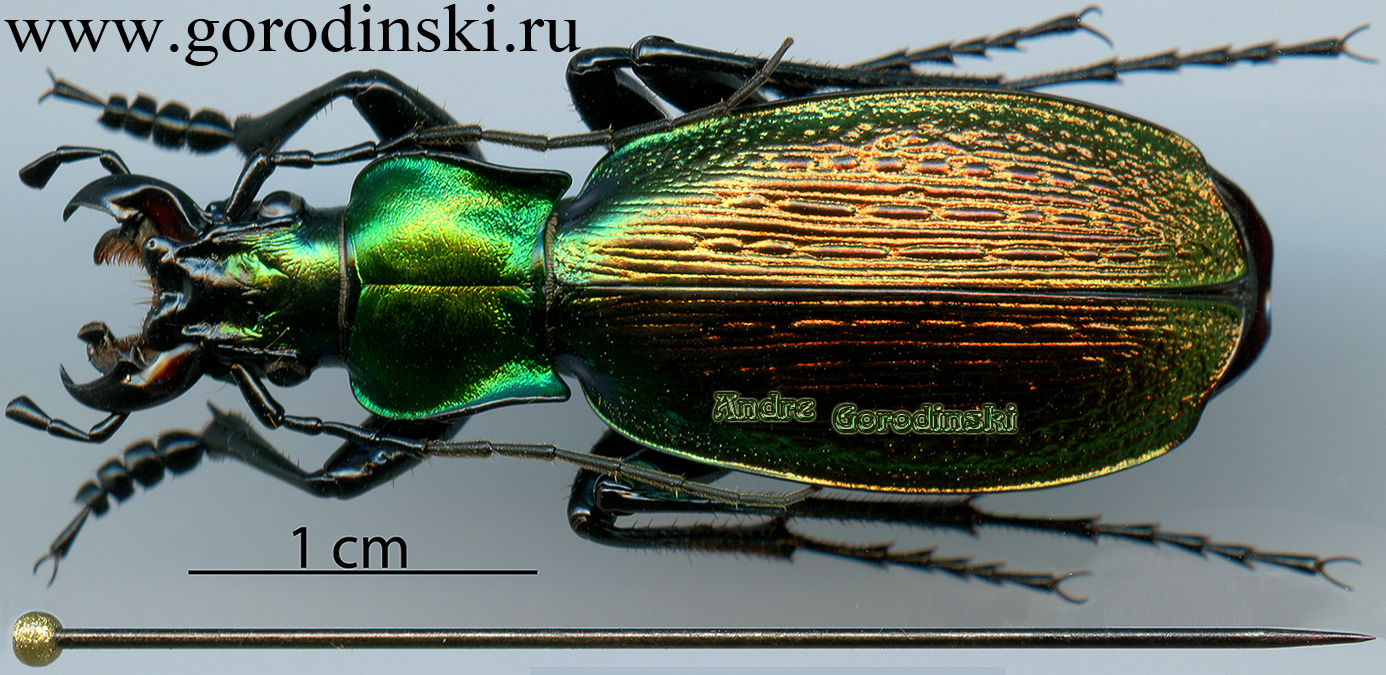 http://www.gorodinski.ru/carabus/Archiplectes besleticus anastasiae.jpg